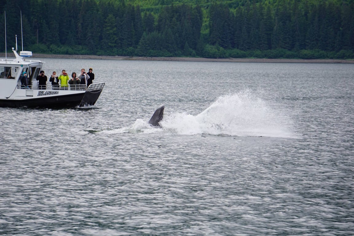 Premier Whale Watch Tour image