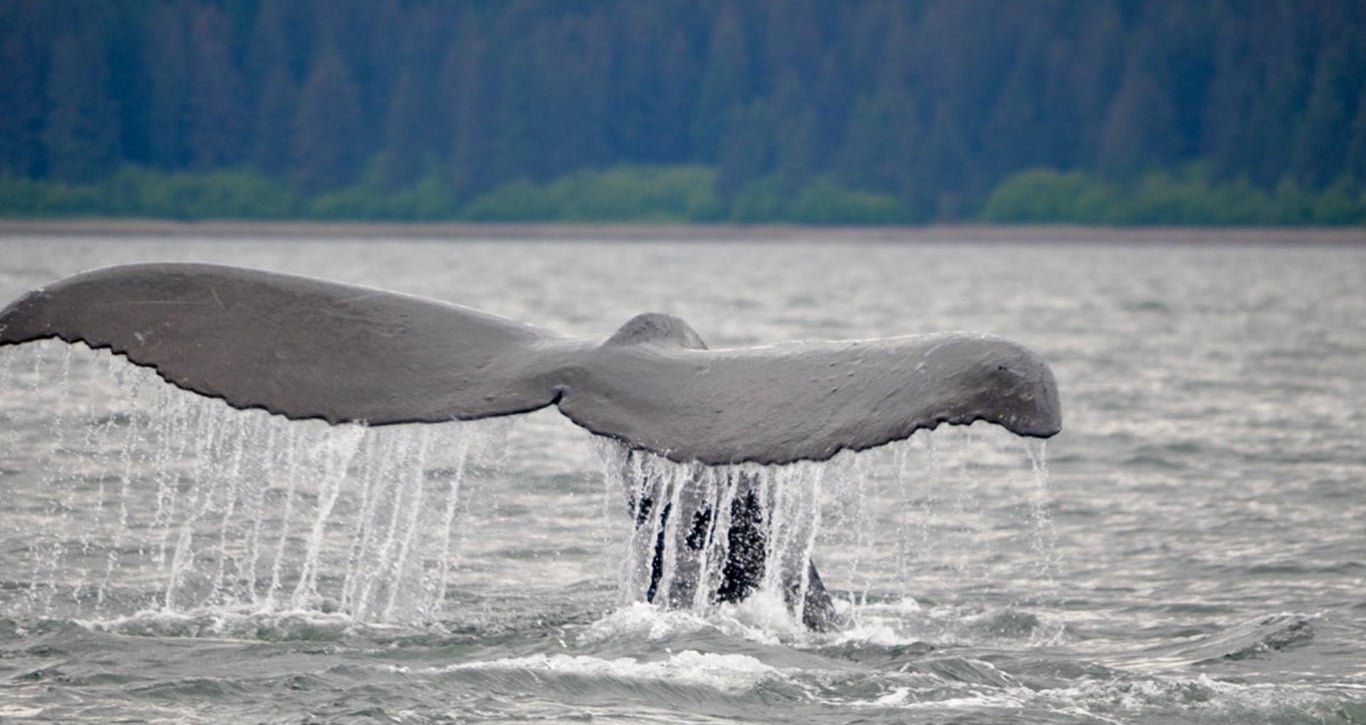 Guaranteed Whale Watching Adventure Tour Image 5