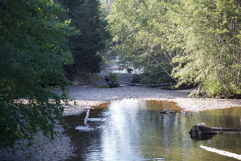 Wildlife and Bear Search Tour Image 6
