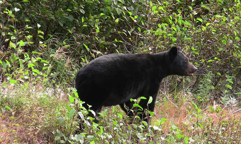 Denali Park Excursion Guide image