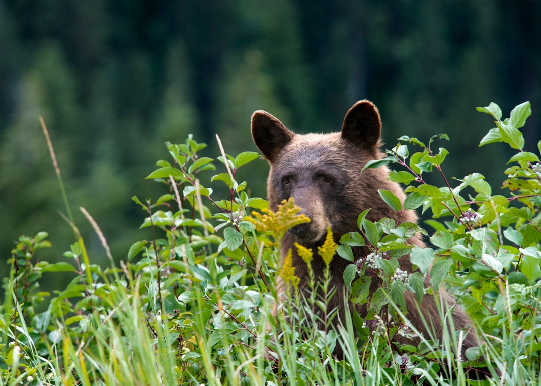 A bear looking through bushes