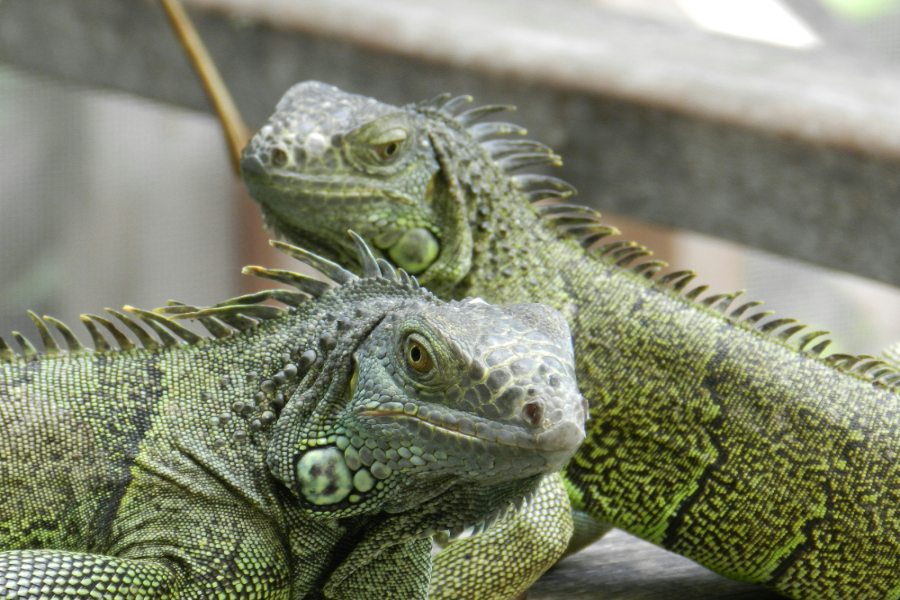Our Favorite Things to Do & See in San Ignacio