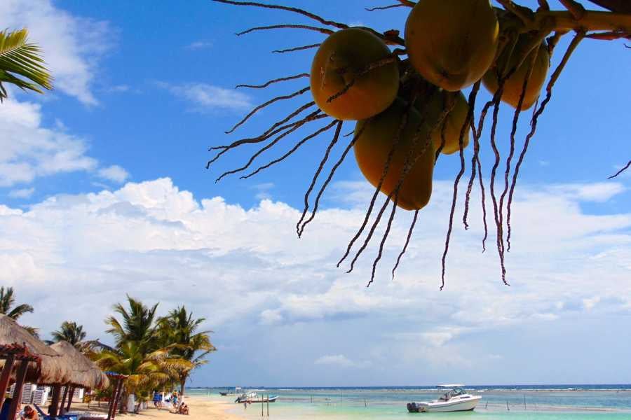 A tropical paradise with golden coconuts dangling over a serene beach and boats gently swaying on the water.