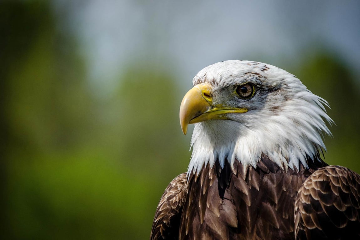 Your Local Expert's Guide to the Alaska Raptor Center in Sitka, Alaska image
