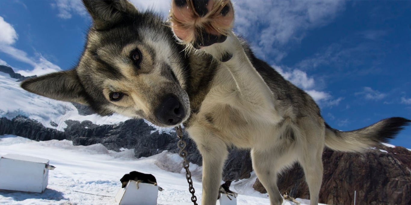 Best Alaska Shore Excursions of 2025