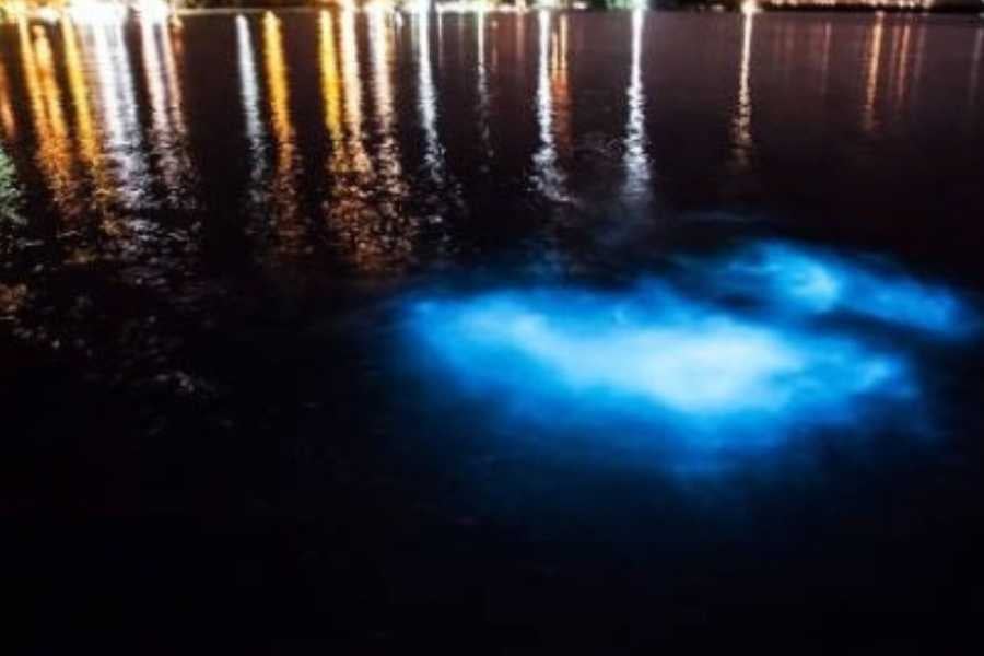 The ocean sparkles with bright blue bioluminescence.