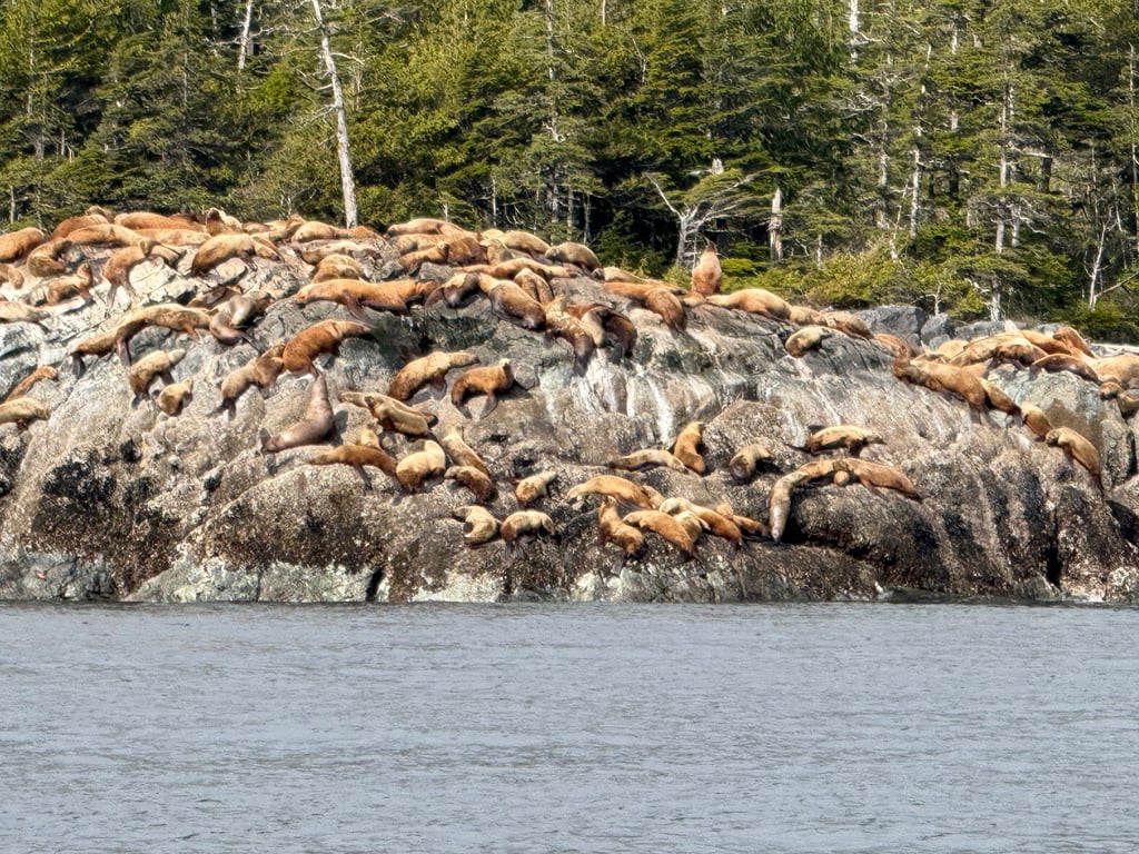 Tales & Tides: Alaskan Lore & Wildlife Cruise Tour Image 7