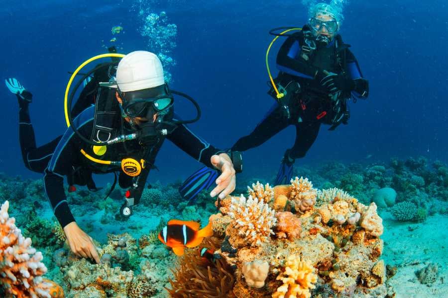 Two divers are looking at reef at the bottom of the see