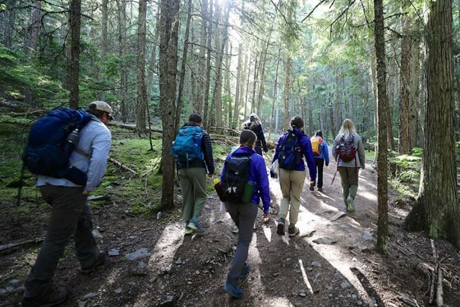A group treks through a peaceful forest, sunlight streaming through tall trees.