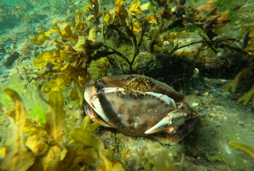Mountain Point Snorkeling Adventure Tour Image 1
