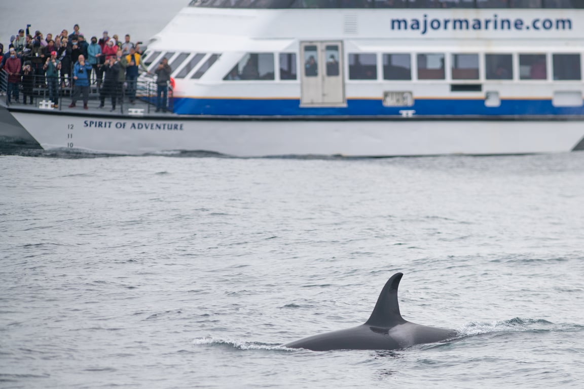 Orca Quest Cruise Tour Image 2