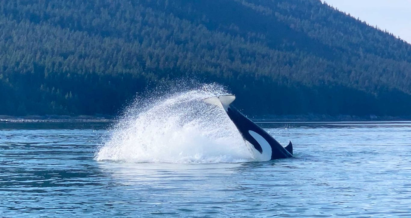 Guaranteed Whale Watching Adventure Tour Image 1