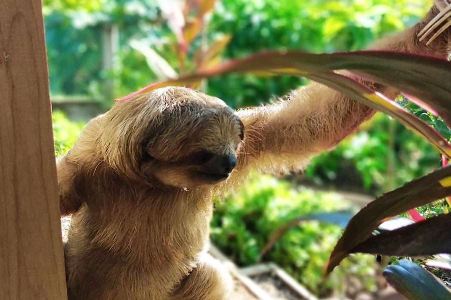 Sloths in Roatan