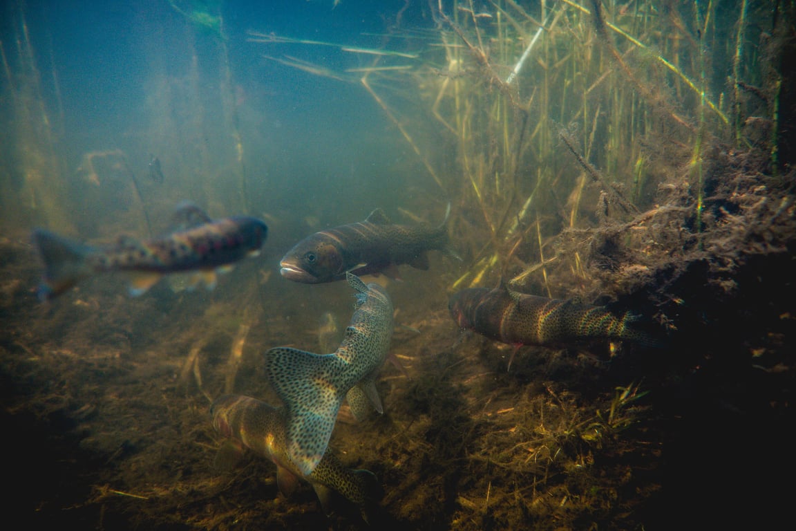 several native trout underwater