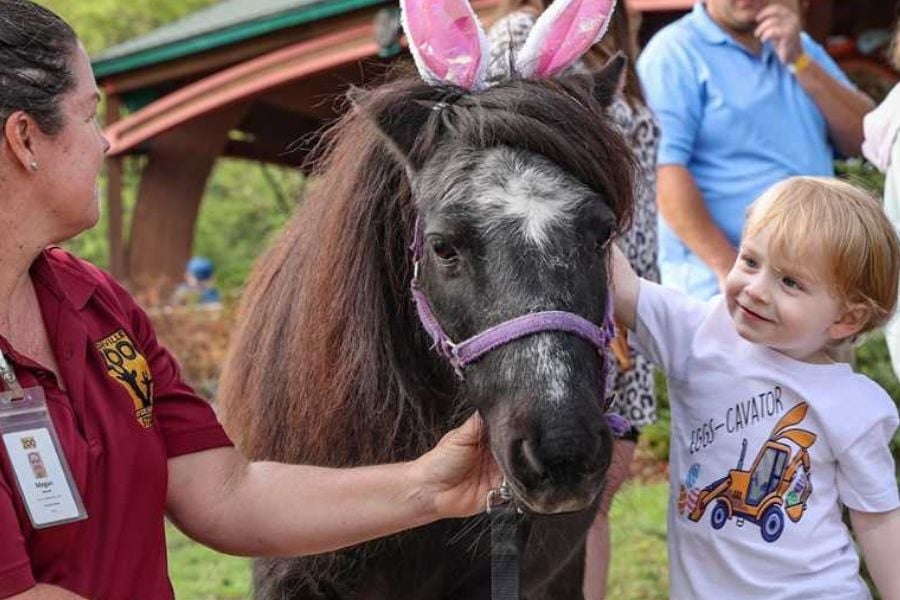 A young boy pets a pony wearing bunny ears at the zoo.