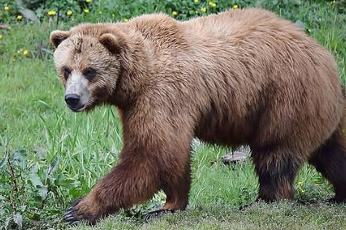 Simply Amazing Sitka Tour Tour Image 6