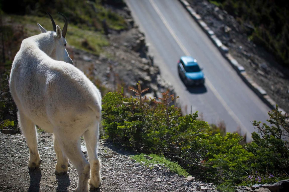 a goat overlooking going-to-the-sun road