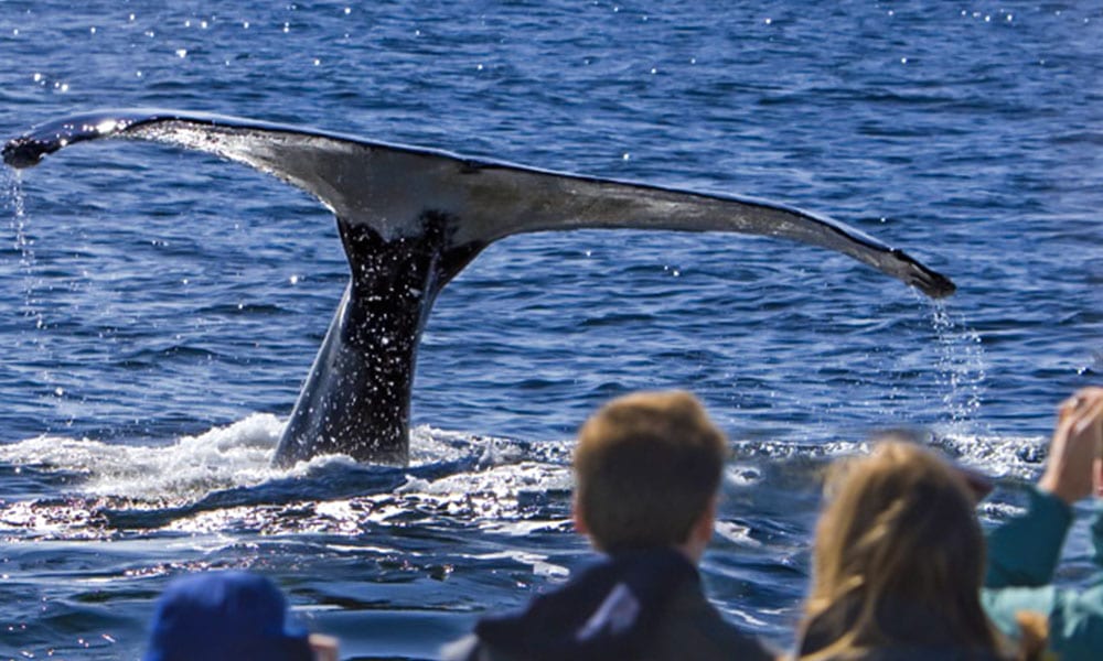 Whale Watching & Mendenhall Glacier Tour Tour Image 1