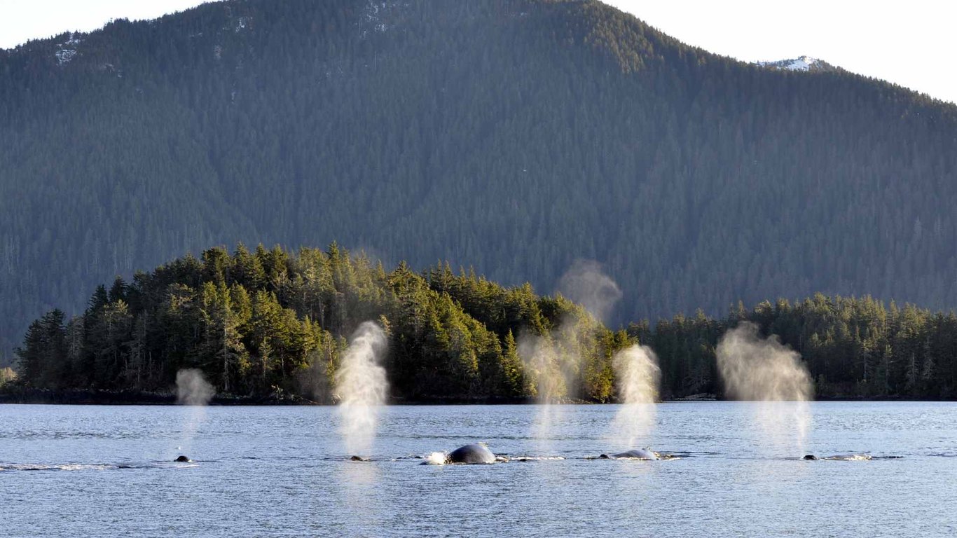 Private Wilds of Sitka Sound Expedition by Boat Tour Image 7