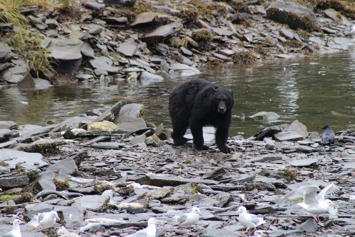 Feasting Bears! review image 0