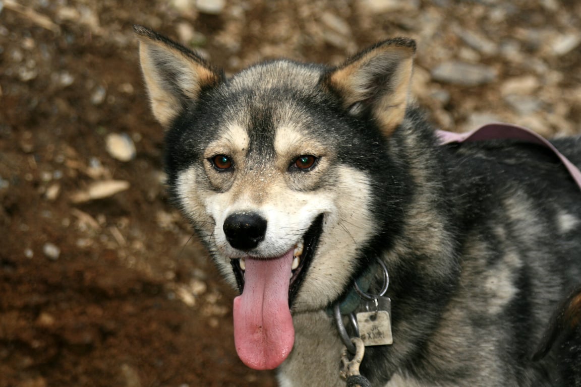 Dogsledding in Juneau: An Authentic Alaskan Experience image