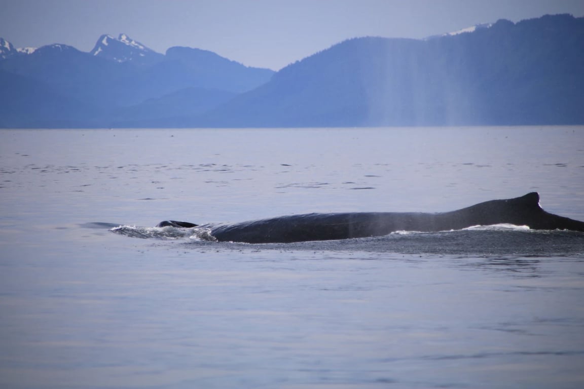 Guaranteed Whale Watching Catamaran Cruise Tour Image 4