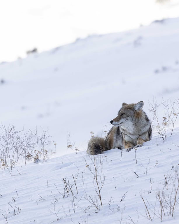 Winter Yellowstone Wildlife Safari Tour Image 2