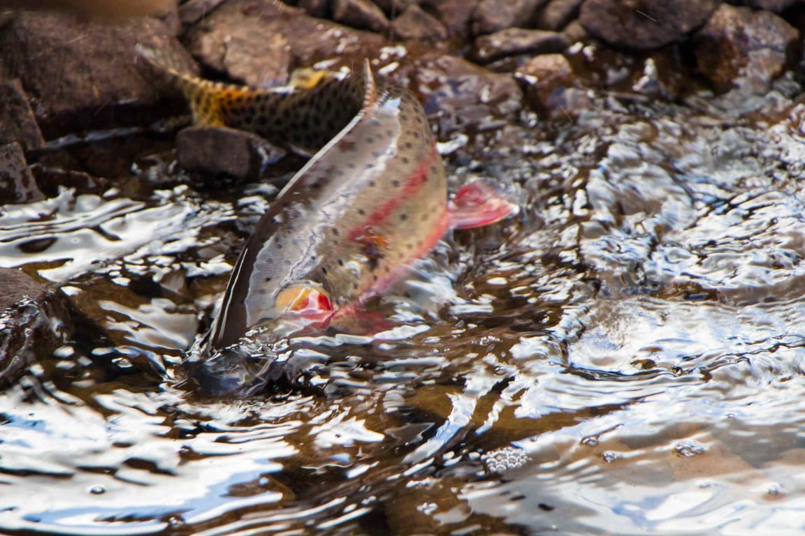 Flathead River Fly Fishing Trip - Full-Day Tour Image 10