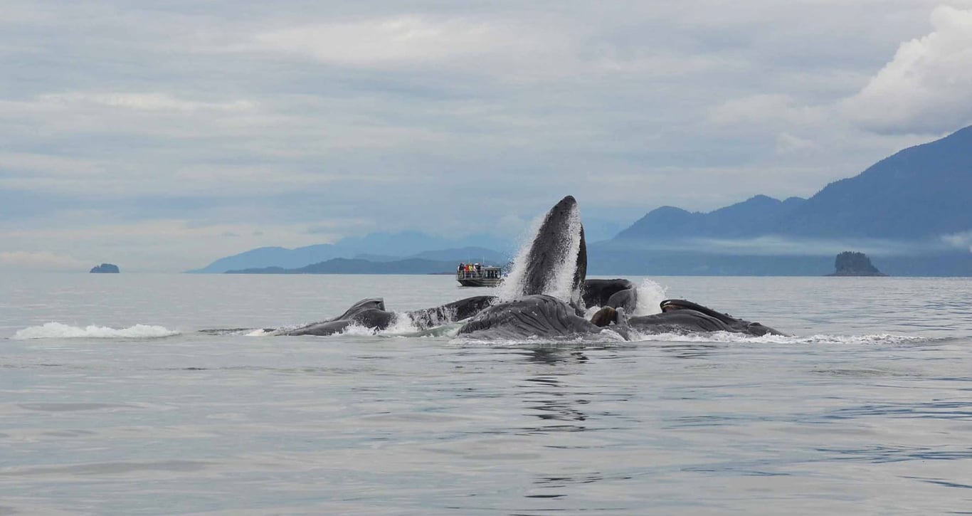 Juneau Whale Watching and Lighthouse Tour Tour Image 2