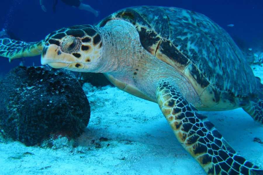 Close-up of a sea turtle resting on the ocean floor.