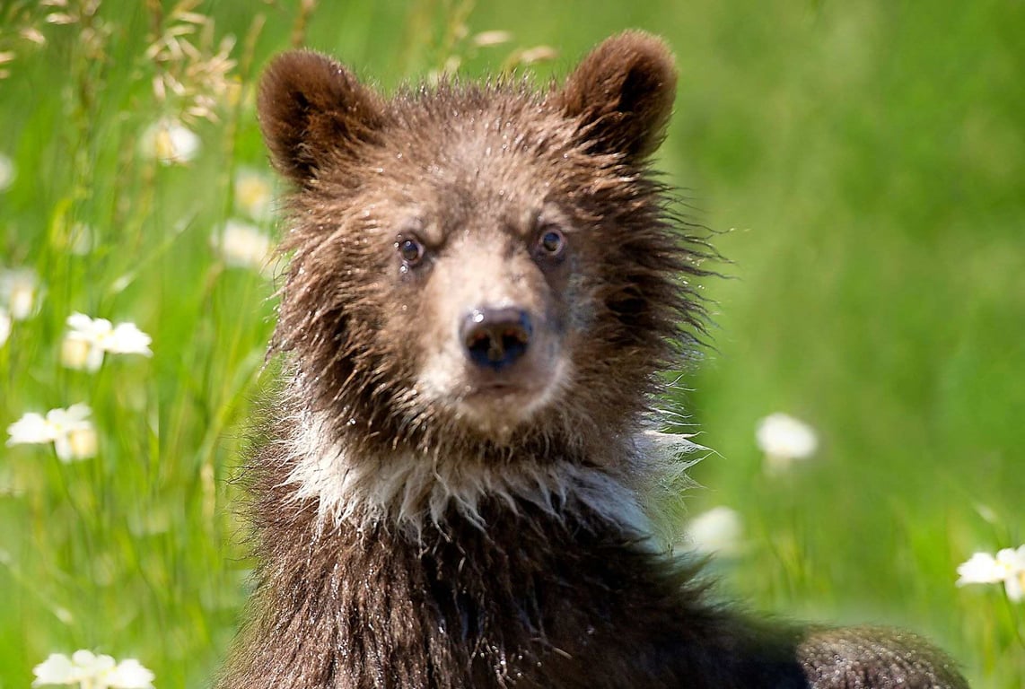 Montana Grizzly Encounter Tour Image 3