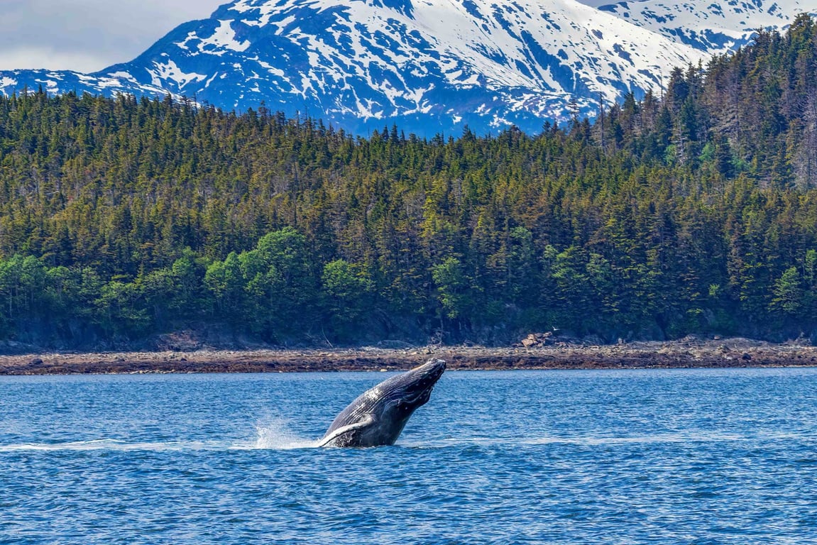 When and Where to See Alaska Wildlife