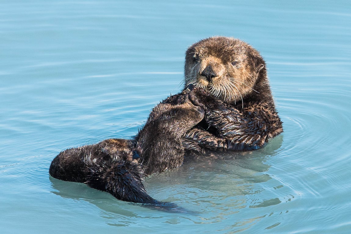 4 Hour Kenai Fjords Wildlife Cruise Tour Image 4