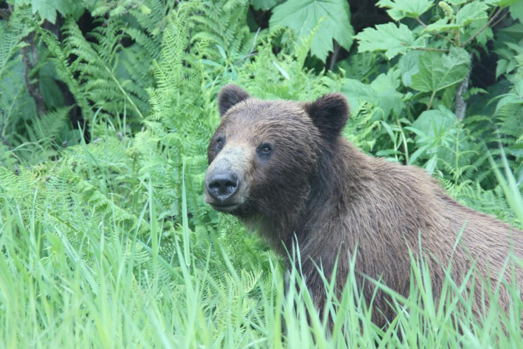 Wildlife and Bear Search image