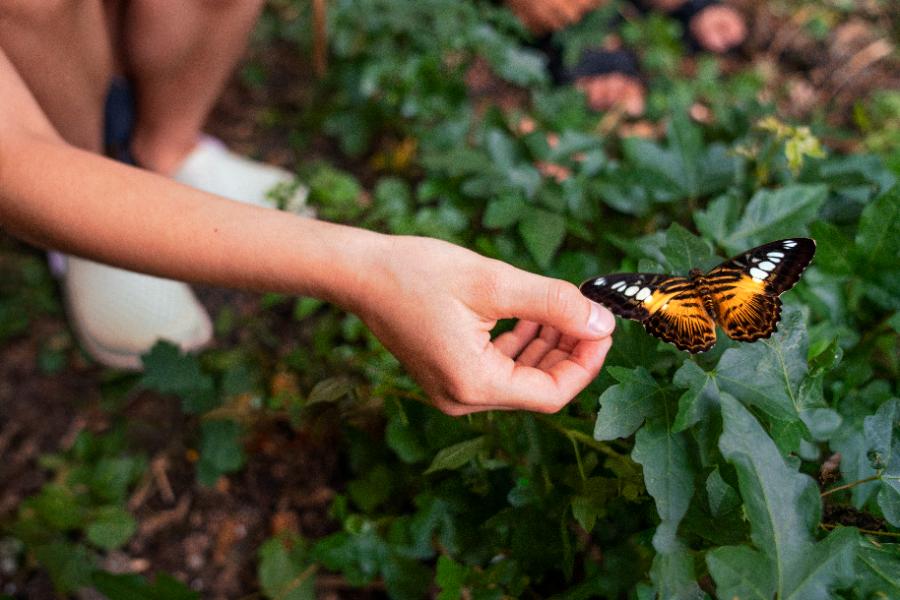 Butterfly Gardens: Our Expert Visitor's Guide