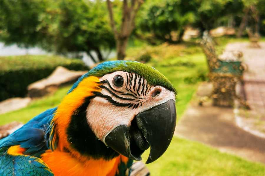 A beautiful close-up of a macaw, showing its colorful feathers and sharp gaze.