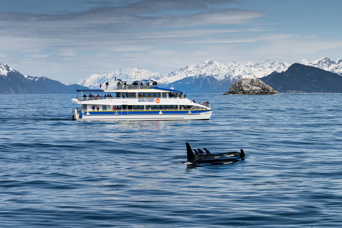6 Hour Kenai Fjords National Park Cruise Tour Image 6
