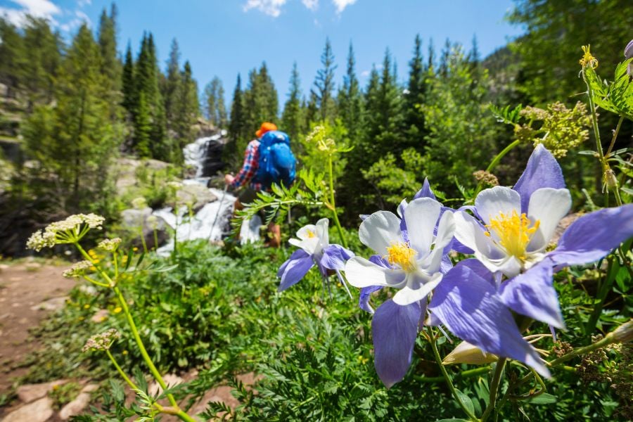 Wildflowers bloom near a waterfall as a hiker explores the forest trail.