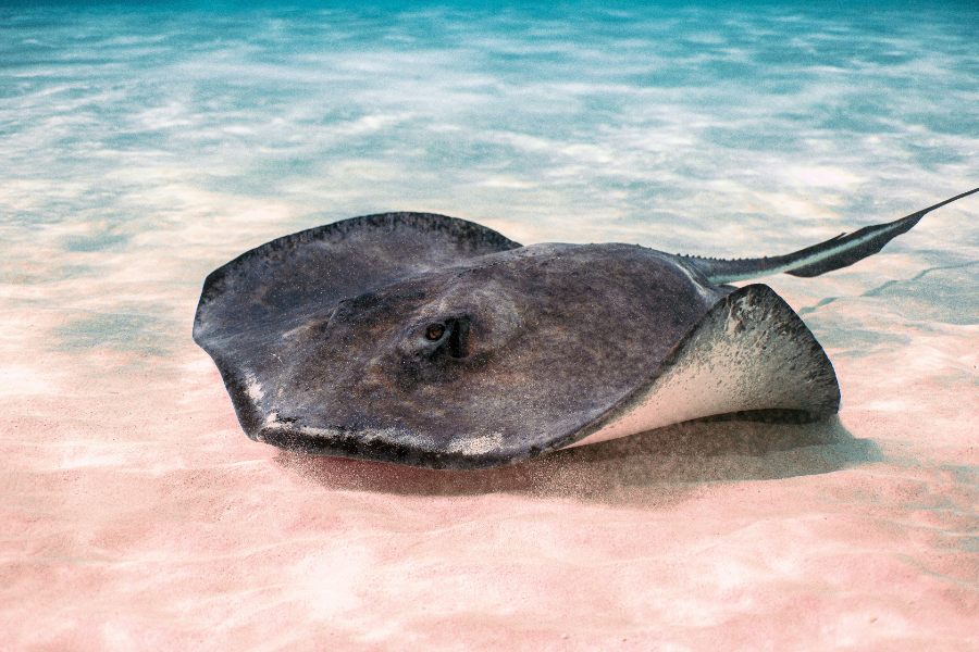 Solo Travel in the Cayman Islands: Tips for the Lone Explorer