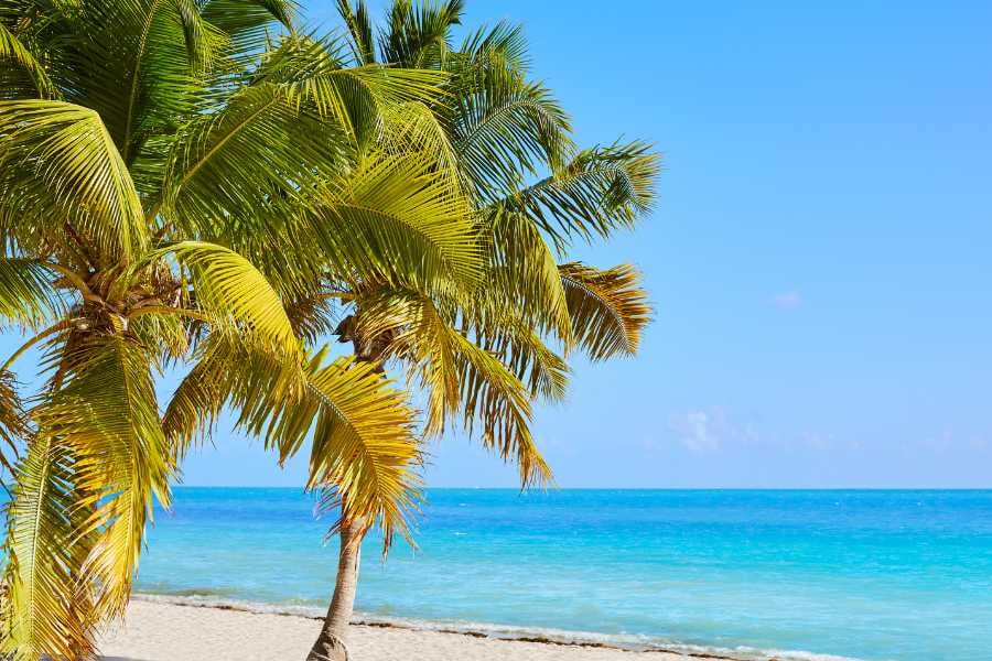 Swaying palm trees frame a serene beach with turquoise waters under a bright blue sky.