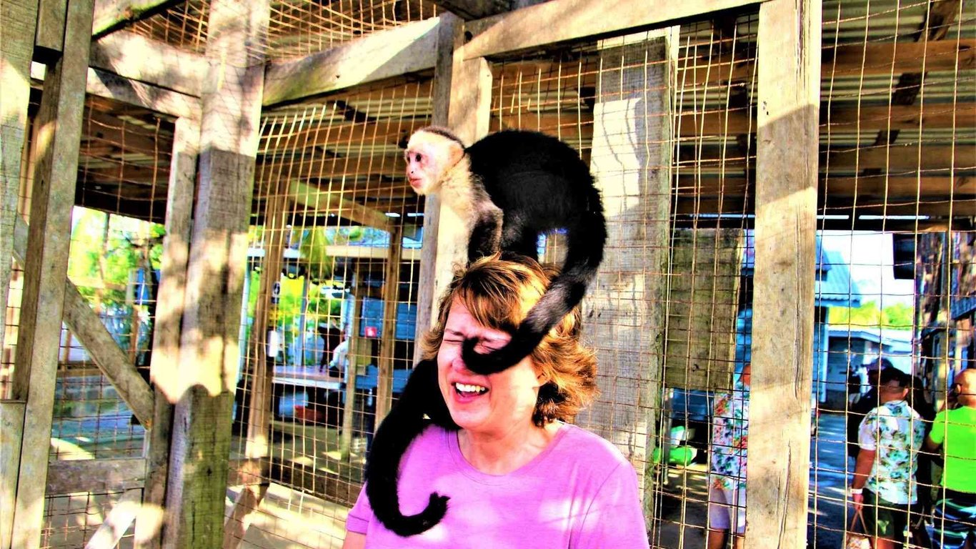 Sloth Excursion image
