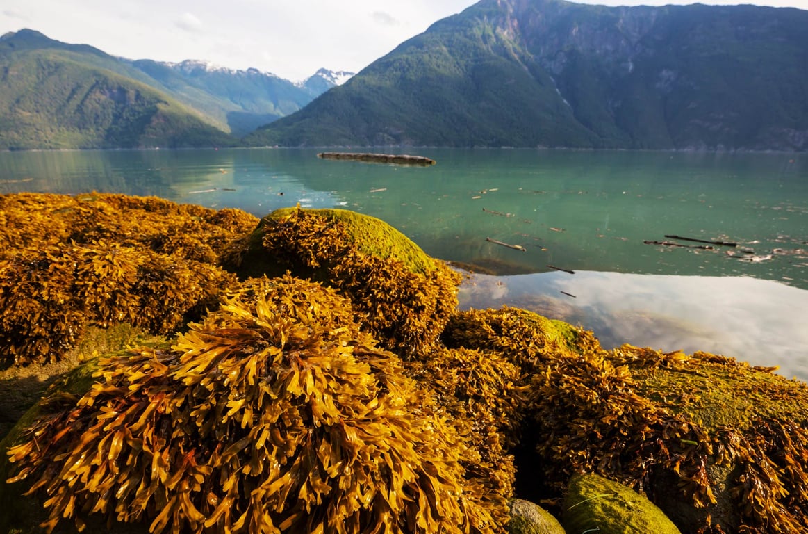 A Local Expert’s Guide to the Sitka Sound Science Center: Alaska’s Marine Marvel