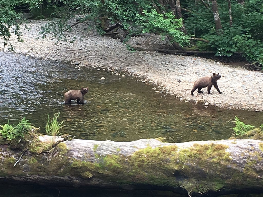 Wildlife and Bear Search Tour Image 4