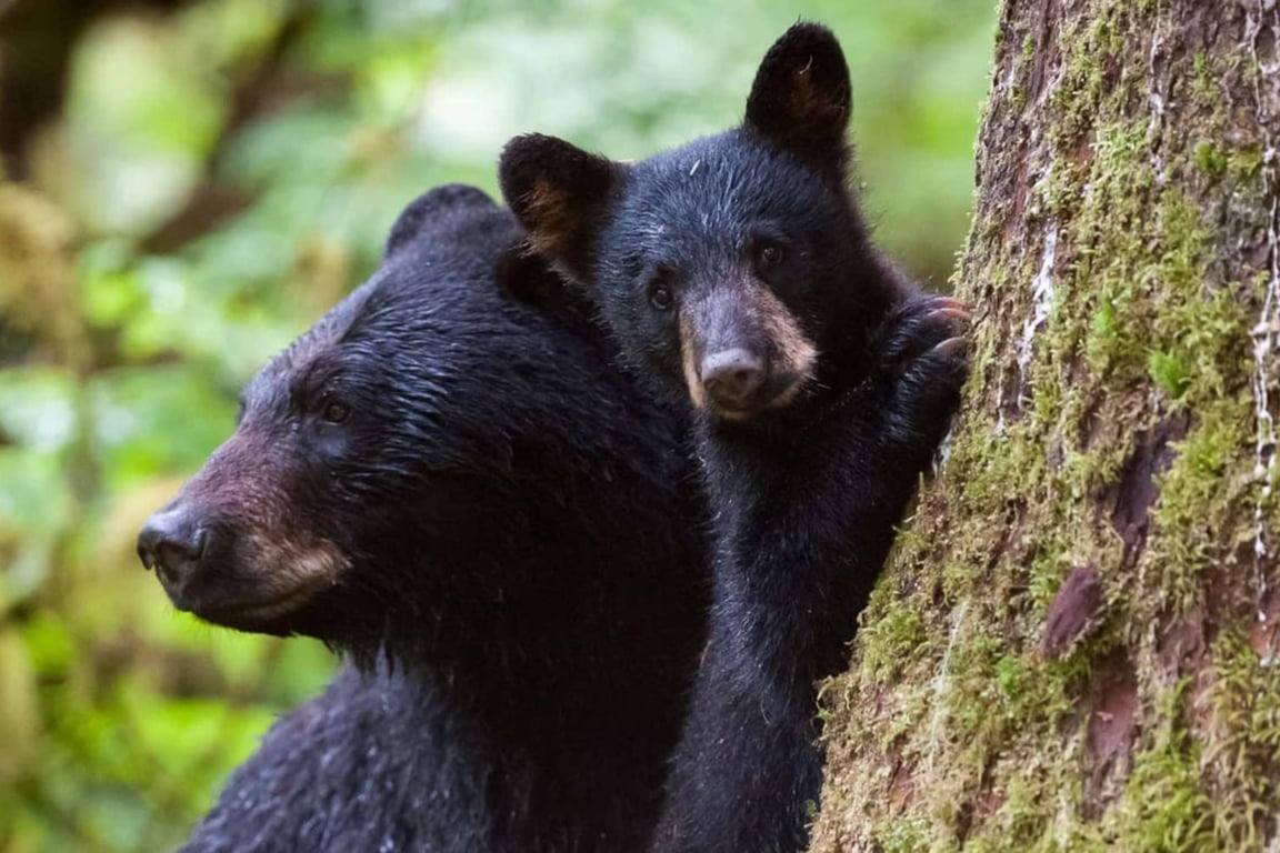 Neets Bay Bear Watch image