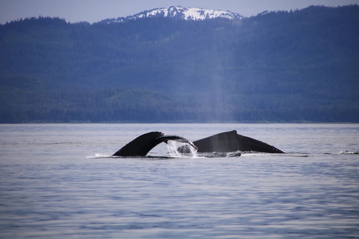 Guaranteed Whale Watching Catamaran Cruise Tour Image 6