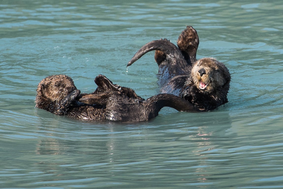 6 Hour Kenai Fjords National Park Cruise Tour Image 9