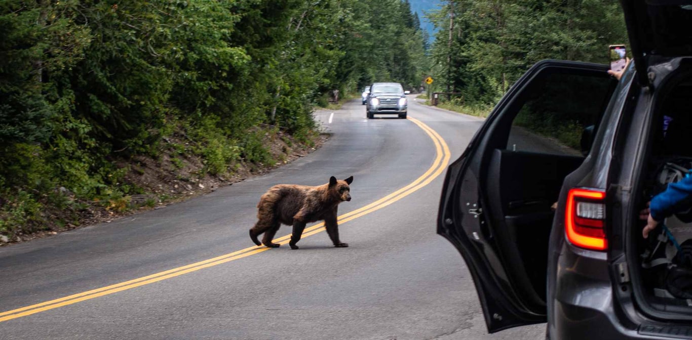 a bear crossing the road in glacier park