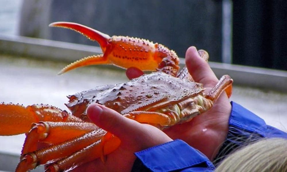 Bering Sea Crab Fishermen's Tour Tour Image 6