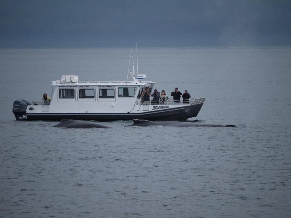 Whale and Drone Tour Tour Image 4