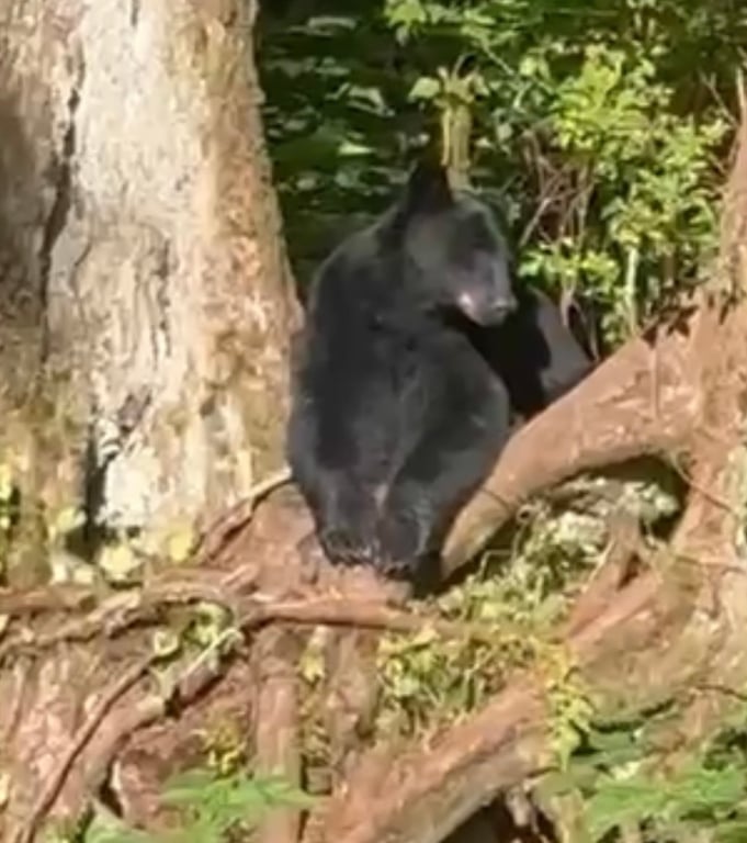 Great excursion!  Saw plenty of bears. review image 0